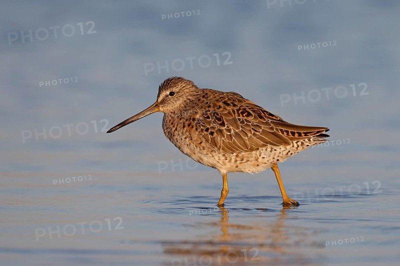 Short-billed Dowitcher (Limnodromus griseus) foraging, Florida, USA