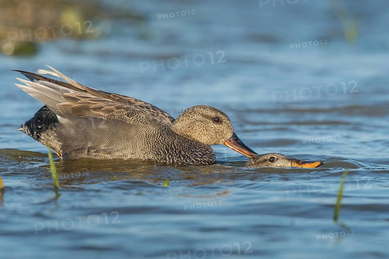 Gadwall (Mareca strepera) mating pair, Schleswig-Holstein, Germany