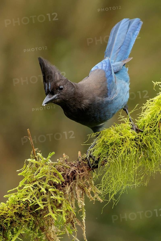 A Steller's Jay (Cyanocitta stelleri) perches on a mossy branch in Victoria, British Columbia, Canada
