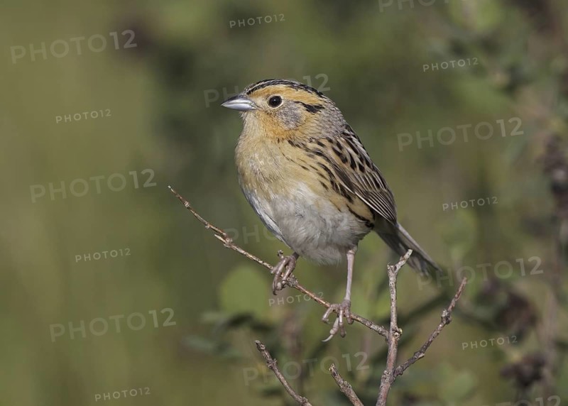 Le Conte's Sparrow (Ammodramus leconteii), North Dakota, USA