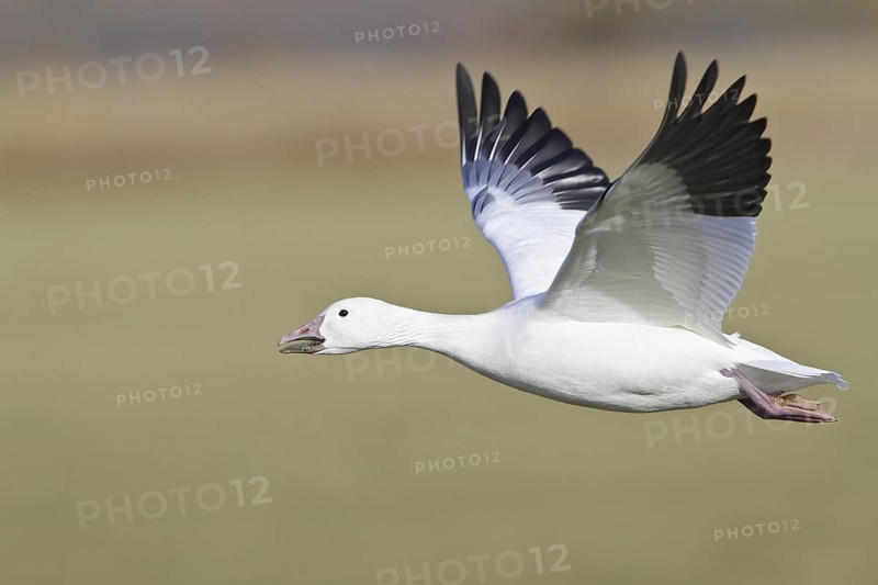Snow Goose (Anser caerulescens) flying, New Mexico, USA