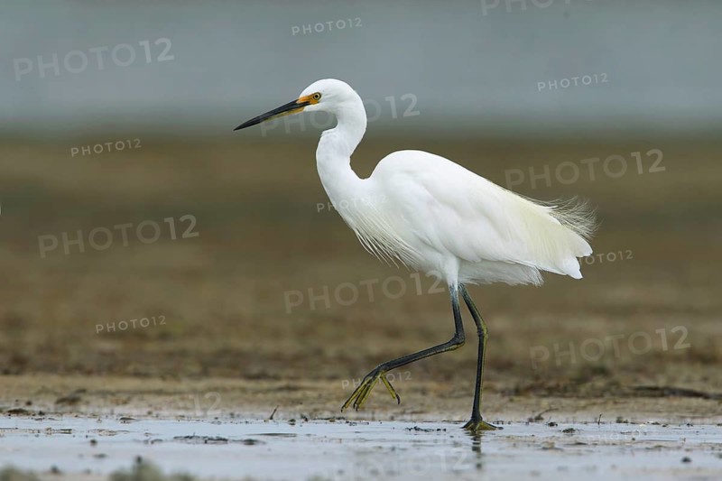 Little Egret (Egretta garzetta) foraging, Victoria, Australia