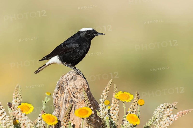White-crowned Wheatear (Oenanthe leucopyga), Eilat, Israel