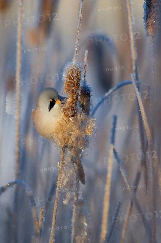 Bearded Reedling (Panurus biarmicus) male feeding on cattail seed, Thuringia, Germany
