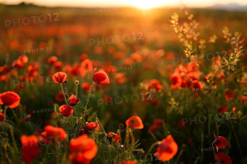 Golden rays of a setting sun illuminate a lush field of Papaver rhoeas, commonly known as common poppy or red poppy. The vivid red blooms contrast beautifully against the greenery and the twilight sky