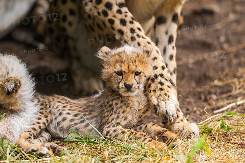 Cheetah (Acinonyx jubatus) youngster lying next to its mother, captive, occurrence Africa