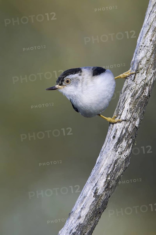 Varied Sittella (Daphoenositta chrysoptera), Victoria, Australia