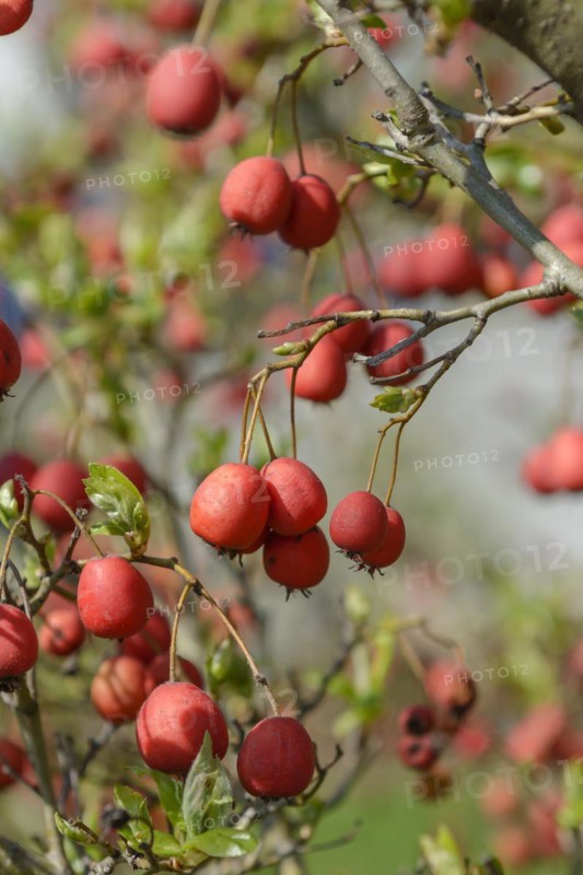 Hawthorn (Crataegus × grignonensis), HBLFA Vienna-Schönbrunn, Vienna, Vienna, Austria