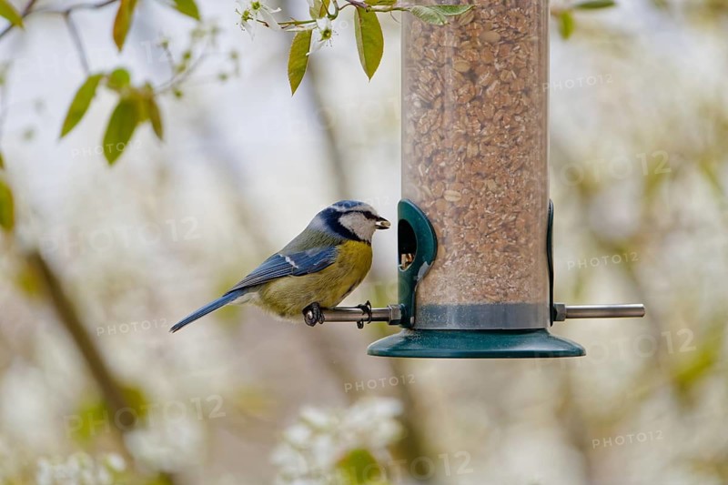 Blue tit (Cyanistes caeruleus) eating seeds from a feeder. seasonal bird feeding. Bad Salzschlirf, Hessen, Germany