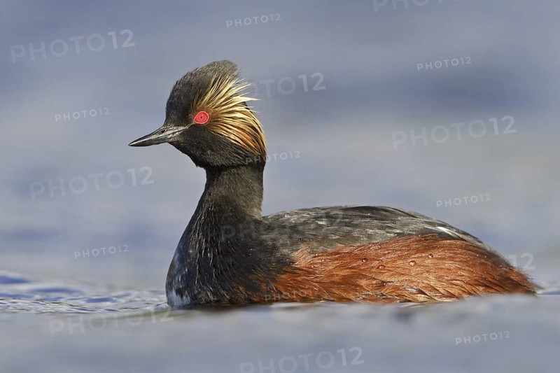 Black-necked Grebe (Podiceps nigricollis), British Columbia, Canada