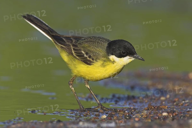 Western Yellow Wagtail (Motacilla flava feldegg), Lesvos, Greece