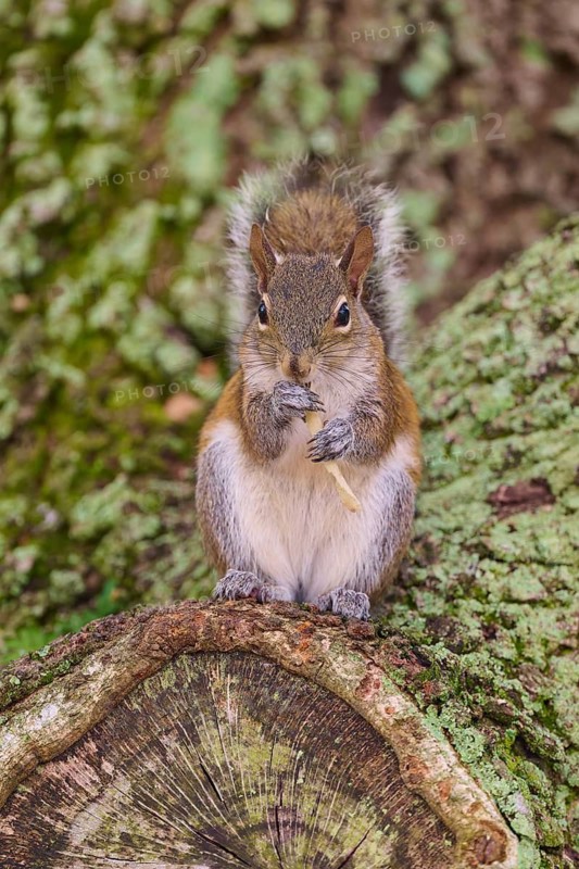 American grey squirrel (Sciurus carolinensis), sitting on a moss-covered tree trunk in the forest, Pembroke Pines, Florida, USA