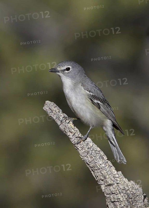 Plumbeous Vireo (Vireo plumbeus), New Mexico, USA