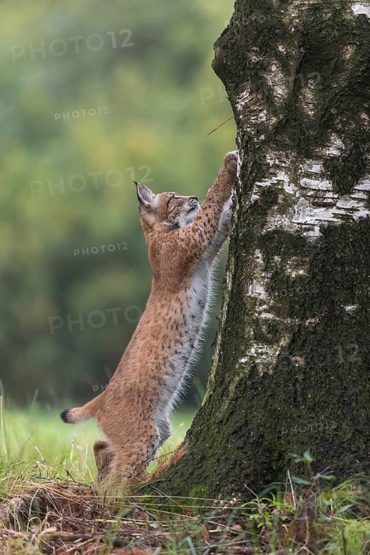 One young Eurasian lynx, (Lynx lynx), standing erected and sharpening his claws on a birch tree, a forest in the background
