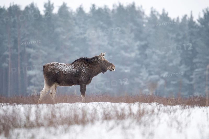 Eurasian elk (Alces alces alces), cow elk standing in a snow-covered forest clearing, Podlaskie Voivodeship, Poland