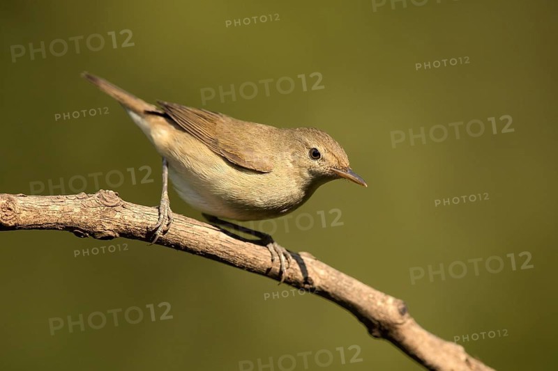 Blyth's Reed Warbler (Acrocephalus dumetorum), Kerala, India