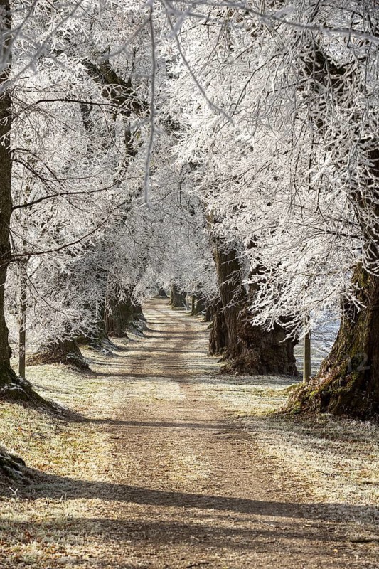 Snow-covered avenue creates a peaceful and quiet winter landscape, Linden avenue near Maria Schnee, Nassenbeuren, Unterallgäu, Bavaria, Germany