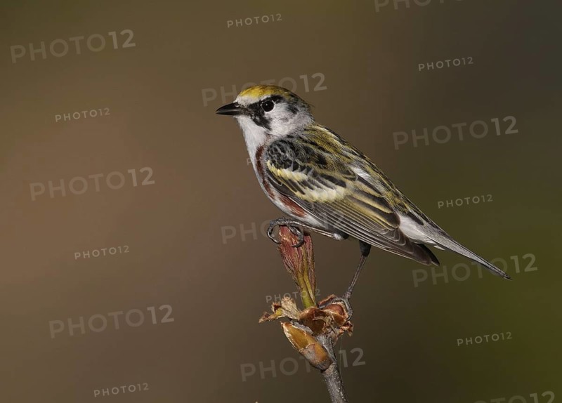 Chestnut-sided Warbler (Setophaga pensylvanica), Ohio, USA