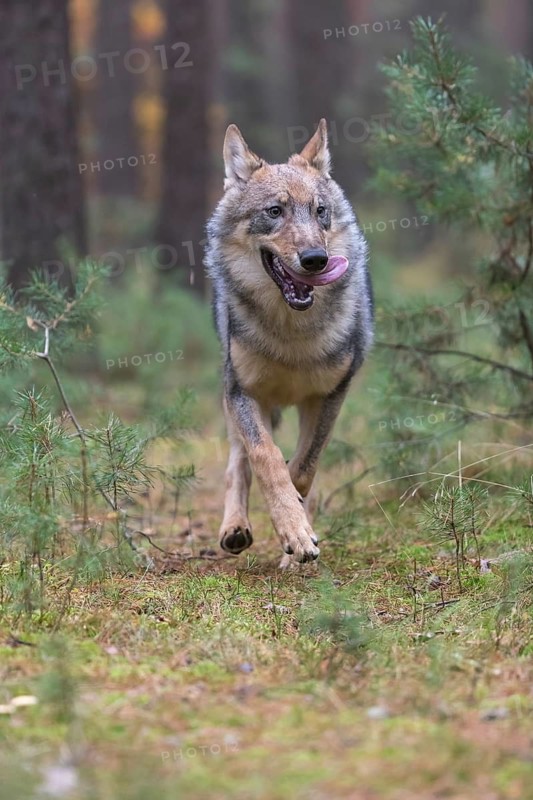 One young male eurasian gray wolf (Canis lupus lupus) running thru a forest with rocks and heather. Green vegetation in the background