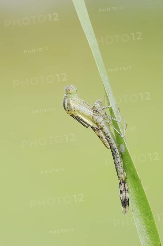 Willow Emerald Damselfly (Chalcolestes viridis) hatching, hatching, larva, dragonfly larva, North Rhine-Westphalia, Germany