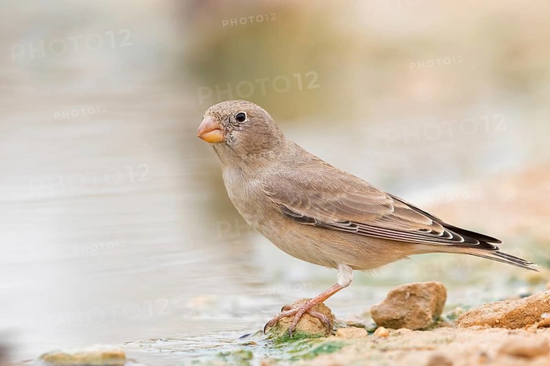 Desert Finch, Finch Family, Finch, Trumpeter Finch, (Rhodopechys githaginea), Roselin githagine, Bouvreuil githagine, Camachuelo Trompetero, Celias Waterhole, Ezuz, HaDarom, Israel