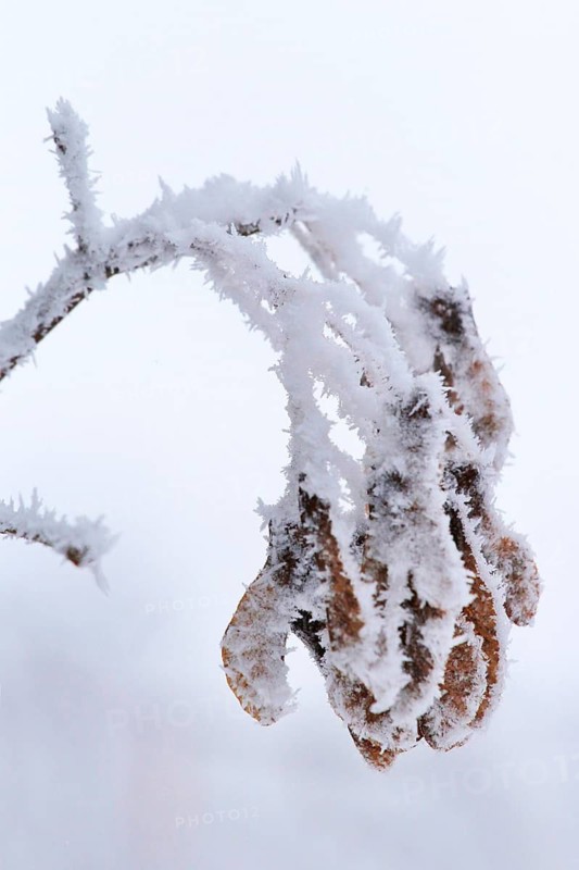 Maple tree in winter, Germany