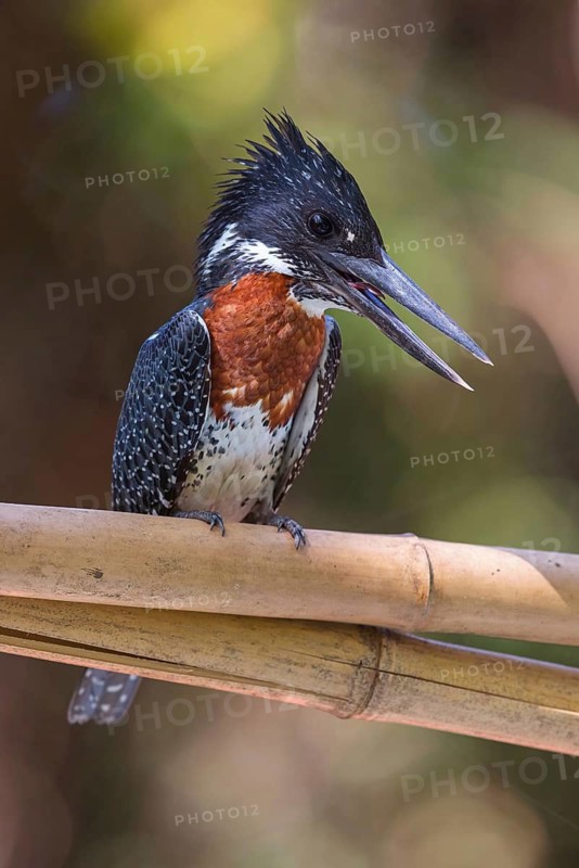 Giant Kingfisher, (Megaceryle maxima), Kingfisher