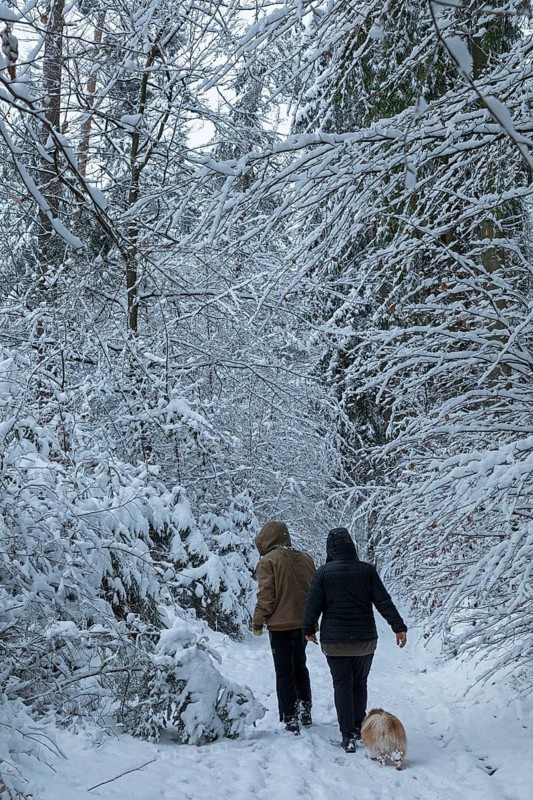 Two woman taking a walk with a dog through a snowy forest, winter, snow, Sieversen, Samtgemeinde Rosengarten, Lower Saxony, Germany