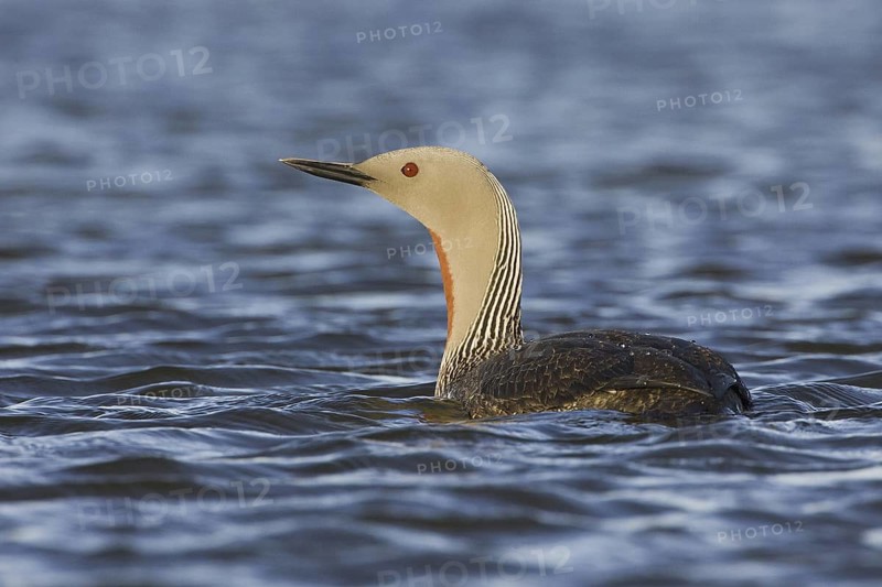 Red-throated Loon (Gavia stellata), Iceland