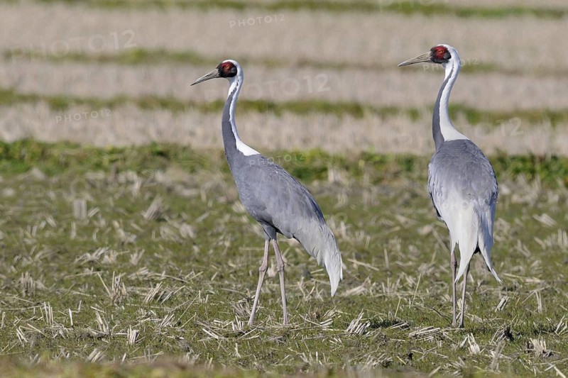 White-naped Crane (Antigone vipio), Arasaki, Japan