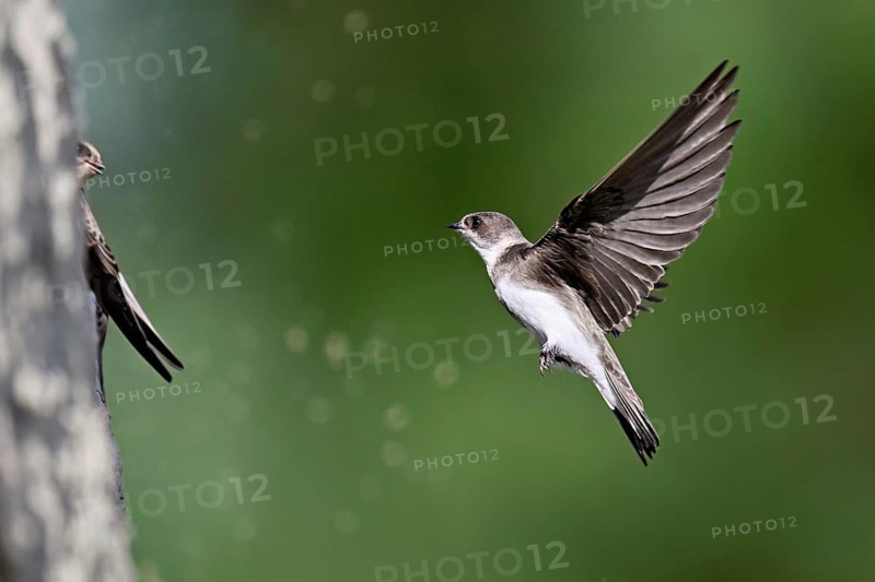 Sand martin (Riparia riparia), approaching the breeding tube, Reussegg nature reserve, Canton Aargau, Switzerland