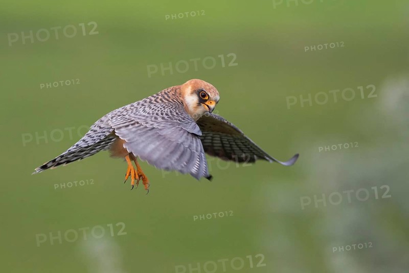 Red-footed Falcon (Falco vespertinus) female flying, Subotica, Serbia