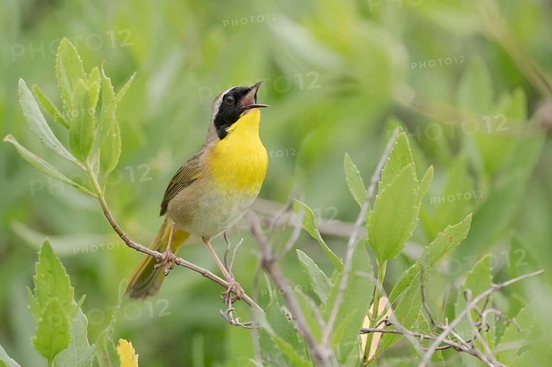 Common Yellowthroat (Geothlypis trichas) male singing, Texas, USA
