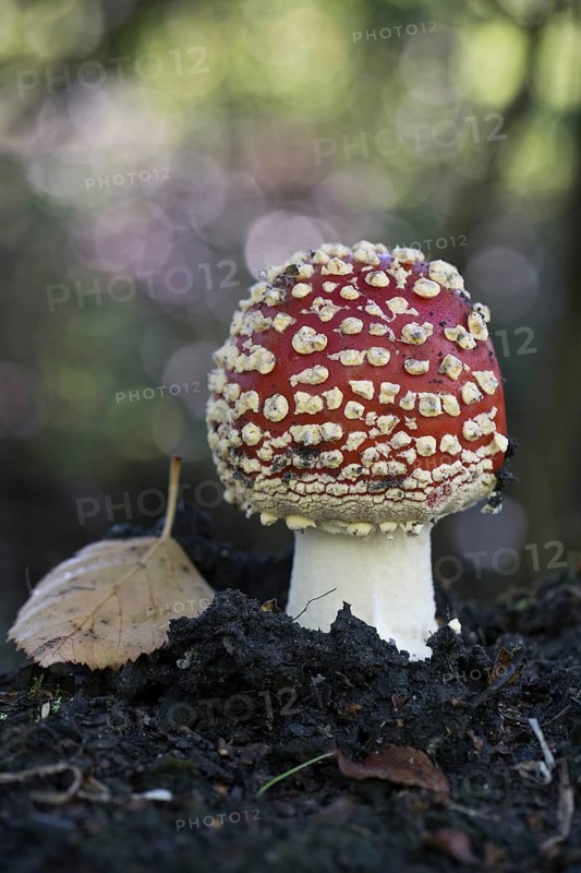 Fly agaric (Amanita muscaria), Emsland, Lower Saxony, Germany