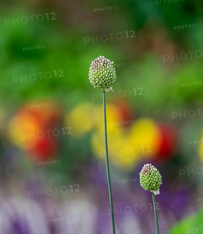 Ornamental leeks (Allium sp.), buds, North Rhine-Westphalia
