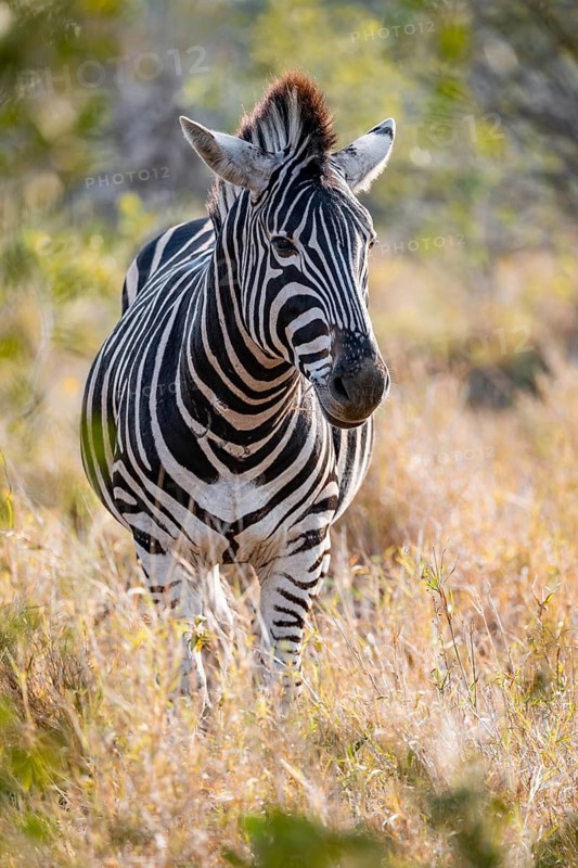 Plains zebra (Equus quagga), adult, in dry grass, Kruger National Park, South Africa