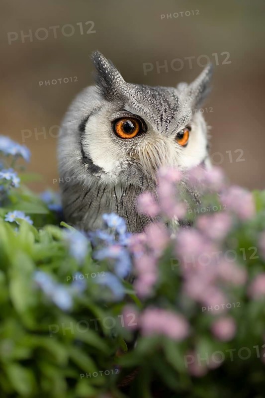 Southern White-faced Owl (Ptilopsis granti) captive, Germany