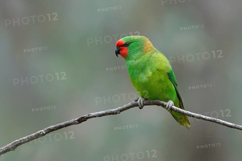 Little Lorikeet (Parvipsitta pusilla), Victoria, Australia