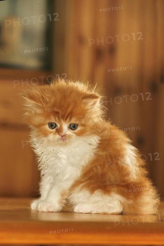 Persian cat, long-haired cat