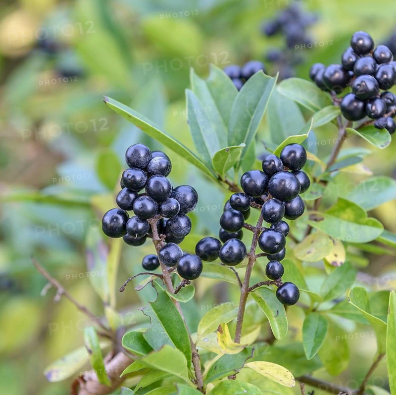 Rain willow (Ligustrum vulgare), Germany