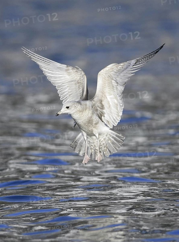 Mew Gull (Larus canus brachyrhynchus) flying, Alaska, USA