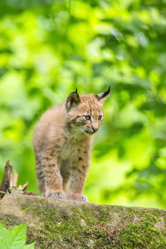Eurasian lynx (Lynx lynx) cub (youngster) in a forest, Bavaria, Germany