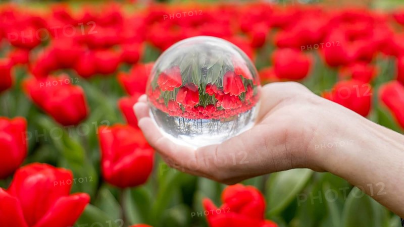 A hand holds a transparent glass sphere reflecting vibrant red tulips in a field. The image captures color contrast and the playful distortion of the flowers