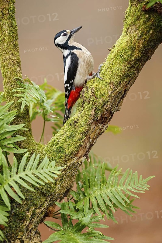 Great Spotted Woodpecker (Dendrocopos major) female, Asturias, Spain