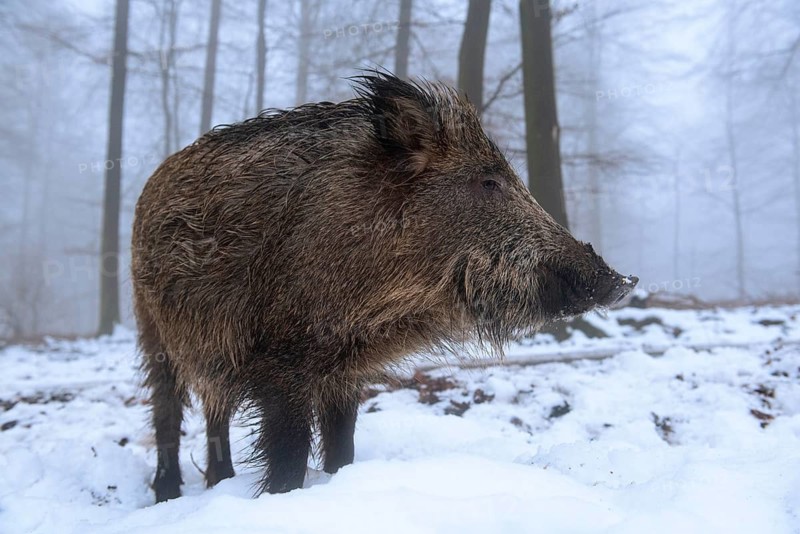 Wild boar (Sus scrofa) in the snow in a wintery forest, Teutoburg Forest, Melle, Lower Saxony, Germany
