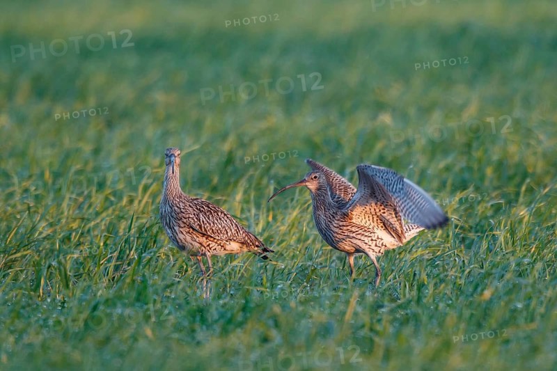 Eurasian Curlew (Numenius arquata) pair displaying, North Rhine-Westpalia, Germany
