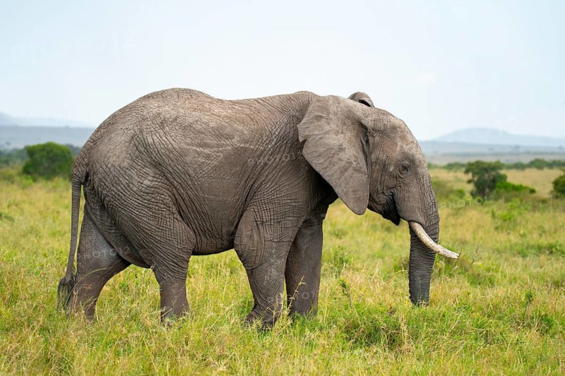 Majestic elephant wanders through the lush grasslands of the Masai Mara in Kenya, a renowned safari destination, showcasing the beauty of African wildlife and nature