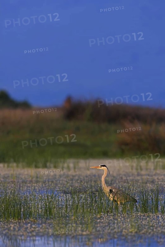 Grey Heron (Ardea cinerea), Lesvos, Greece