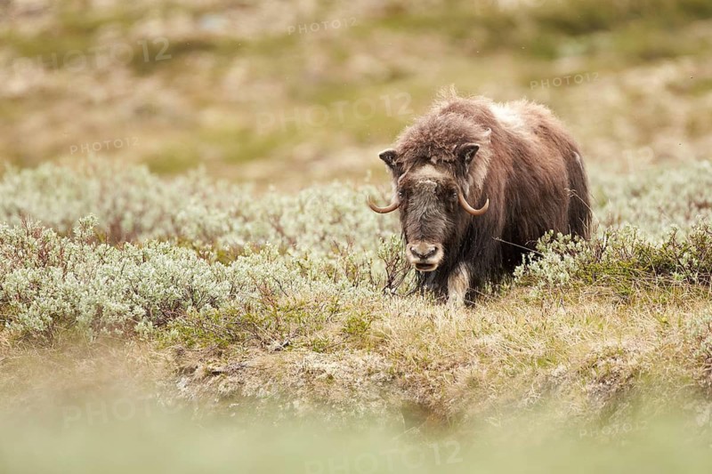 Muskox (Ovibos moschatus), Dovrefjell National Park, Norway