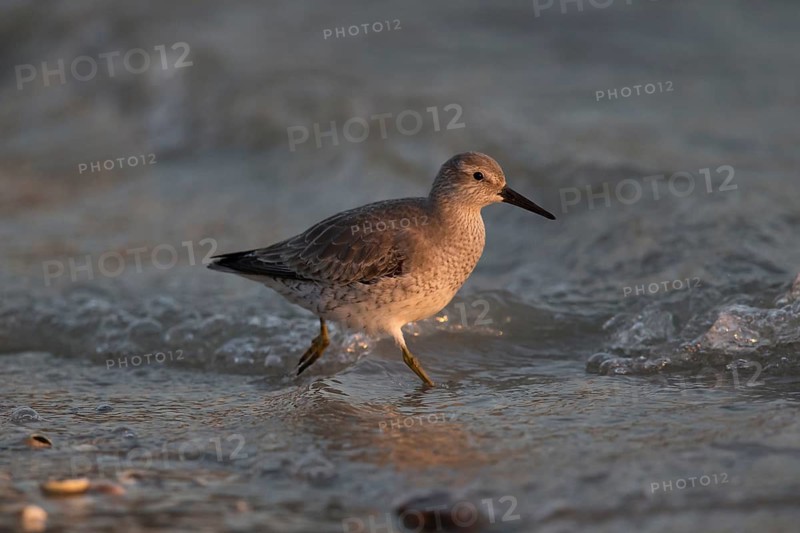 Red Knot (Calidris canutus) juvenile foraging at shoreline, Vlieland, Netherlands